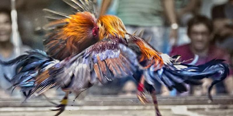 Lợi ích khi chơi đá gà FM88 so với các nền tảng khác